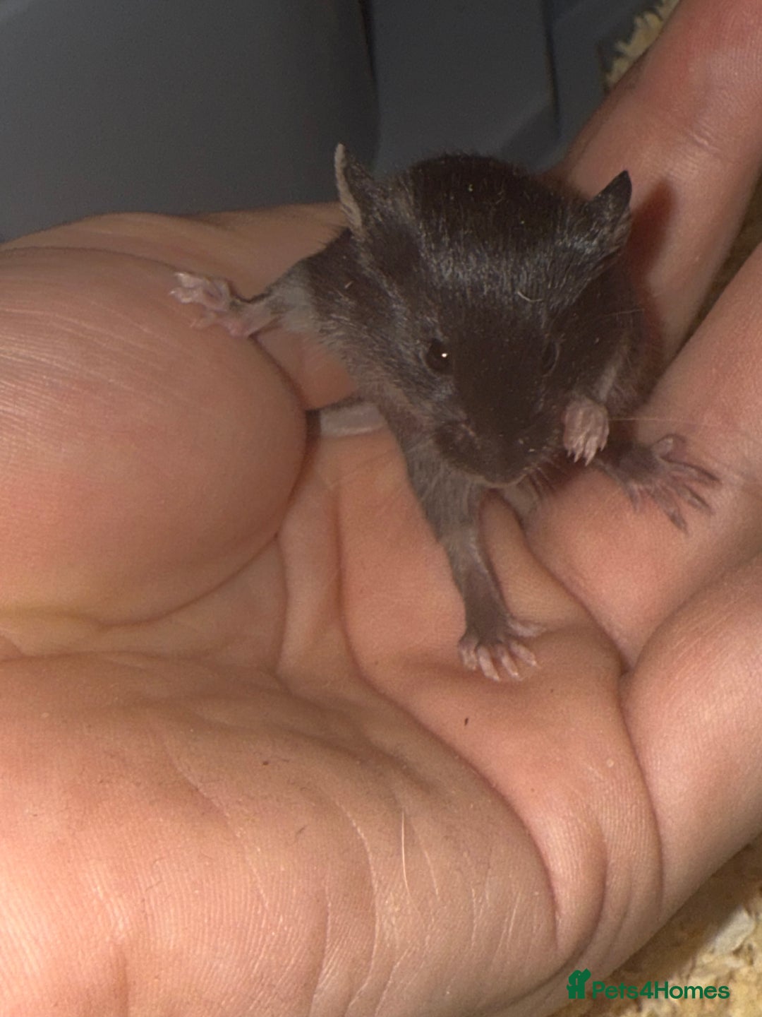 Mouse rodents for sale: Fancy mice lots of males and females available  - Advert 2