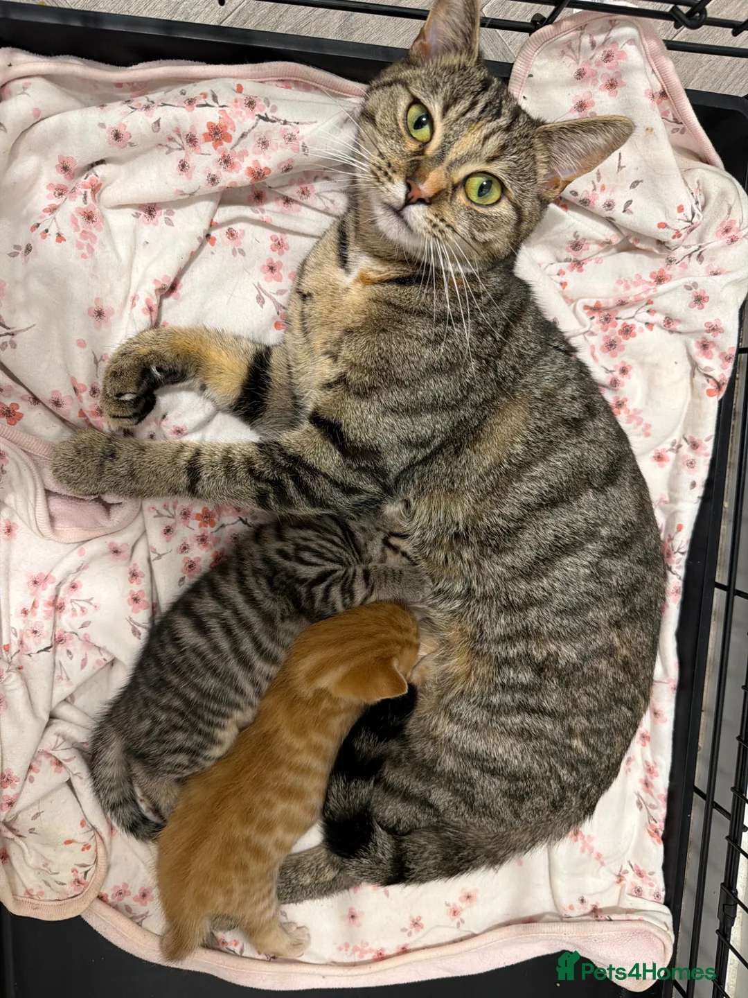 Mixed Breed cats for sale: Adorable Tabby Kittens - Ready to leave 15/08 in Buntingford - Advert 12
