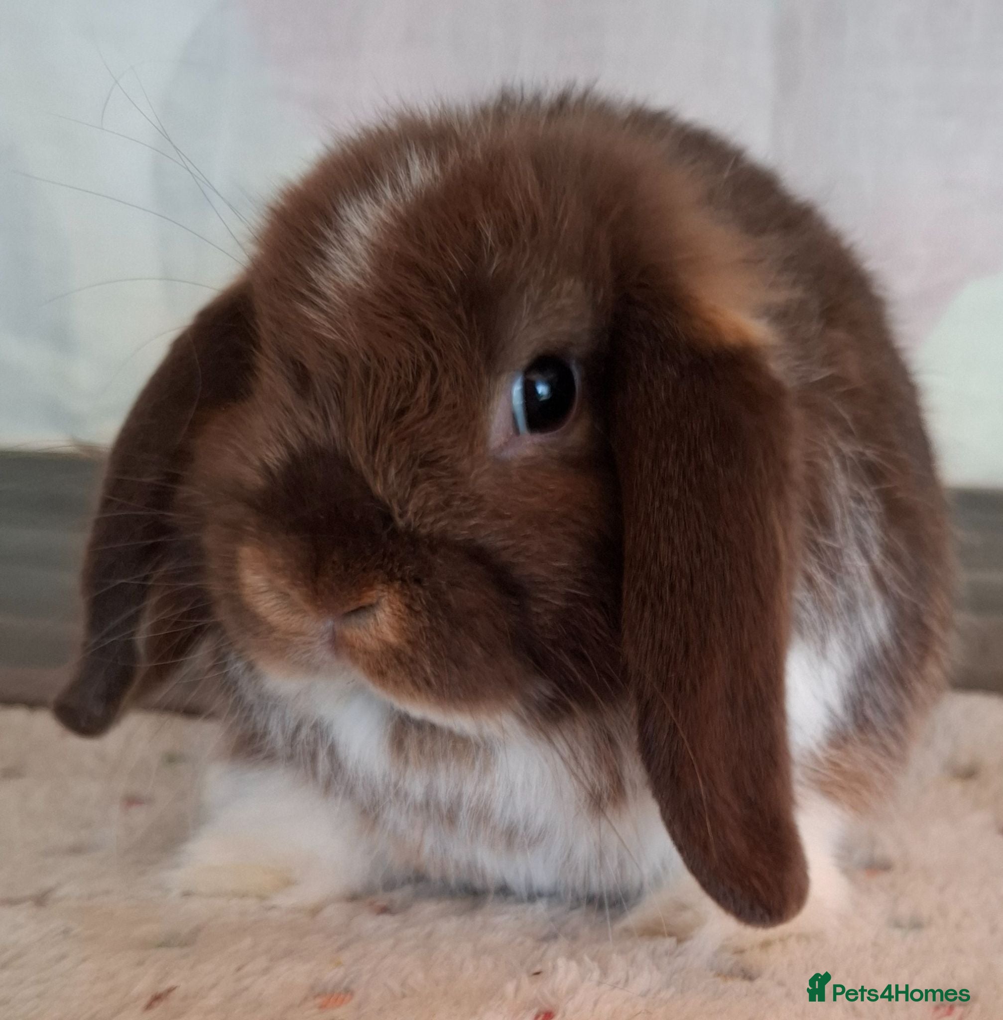 Mini Lop rabbits Various ages - Advert 13