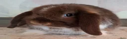 Mini Lop rabbits for sale: Various ages - Advert 7