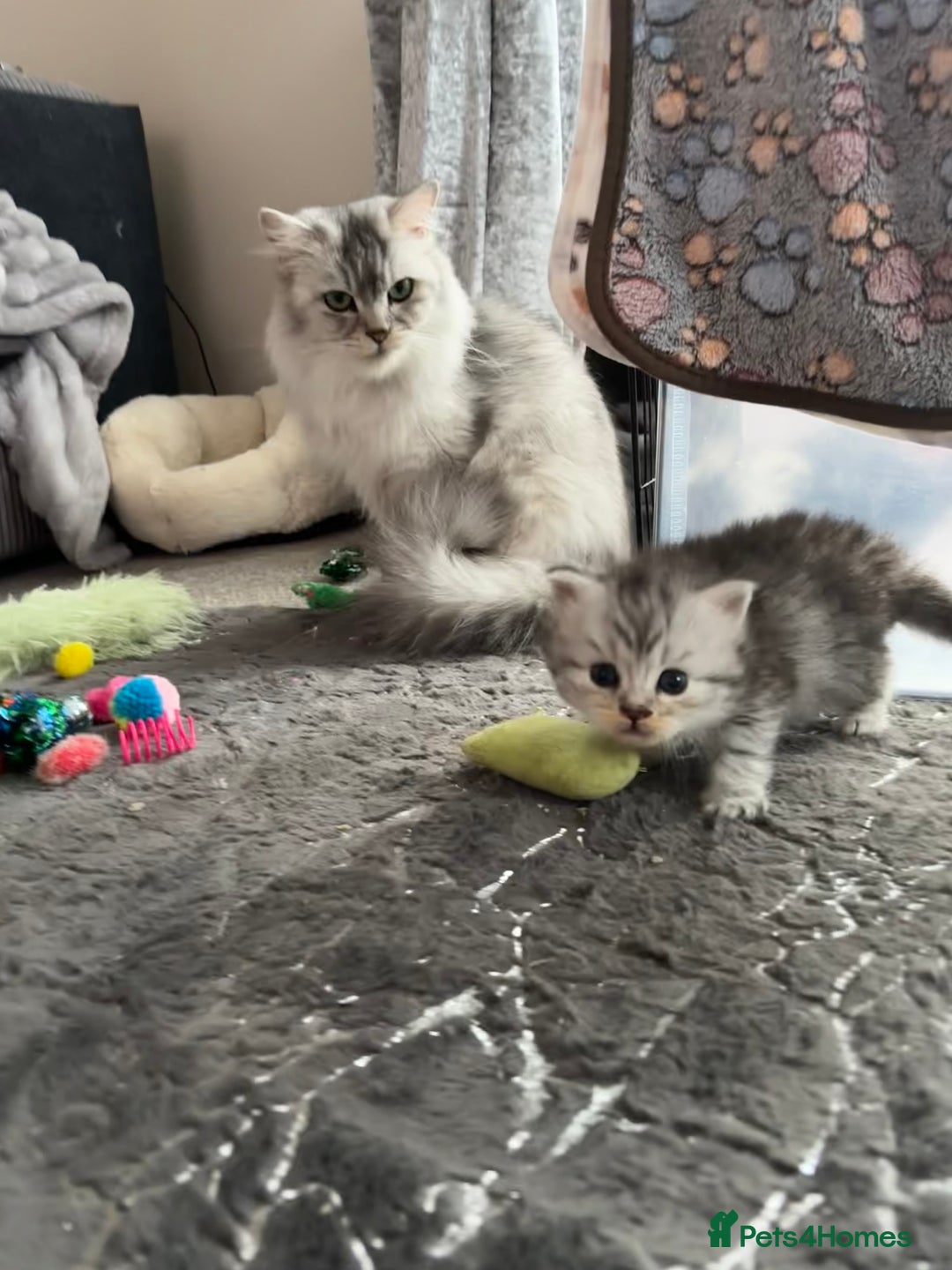 Persian cats for sale: Stunning Persian X mainecoon babies - Advert 2