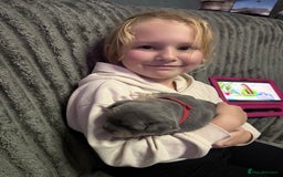 Mixed Breed dogs for sale: Frenchie cross puppy’s (80% frenchie) - Advert 26