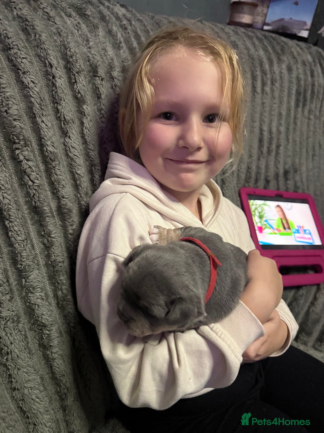 Mixed Breed dogs for sale: Frenchie cross puppy’s (80% frenchie) - Advert 26