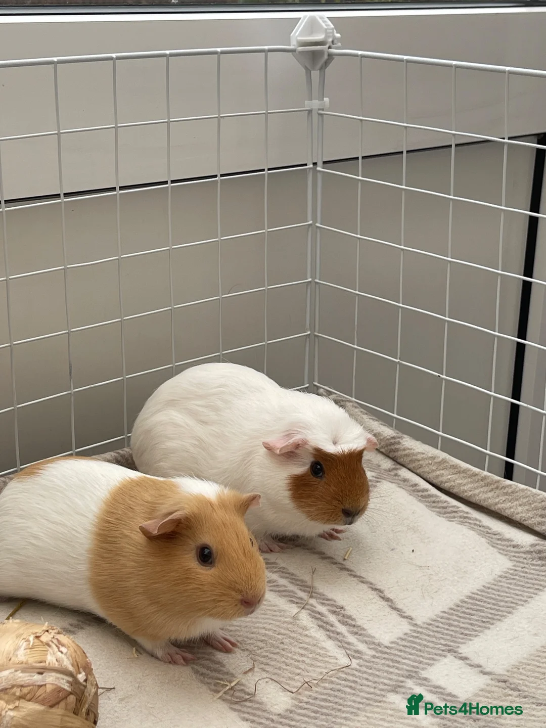 Guinea Pig rodents for sale: Pair of bonded baby female pigs for sale. - Advert 2