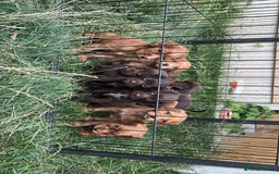 Cocker Spaniel dogs for sale: 8 beautiful working cocker spaniels  🏠  - Image 9