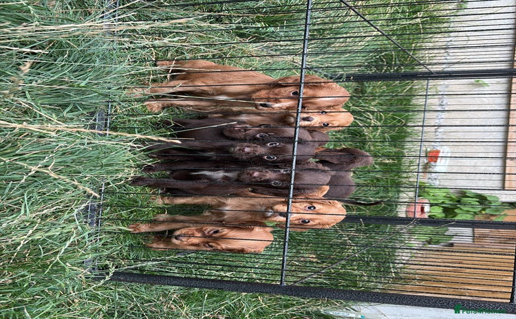 Cocker Spaniel dogs - Advert 7