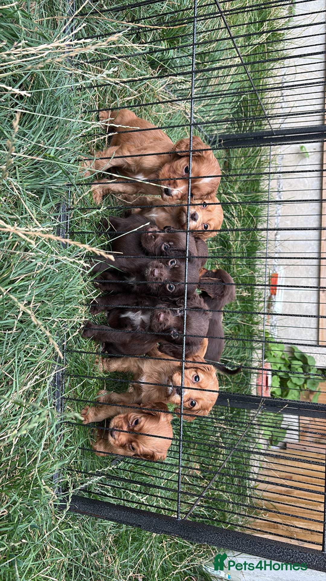 Cocker Spaniel dogs for sale: 8 beautiful working cocker spaniels  🏠  - Image 9
