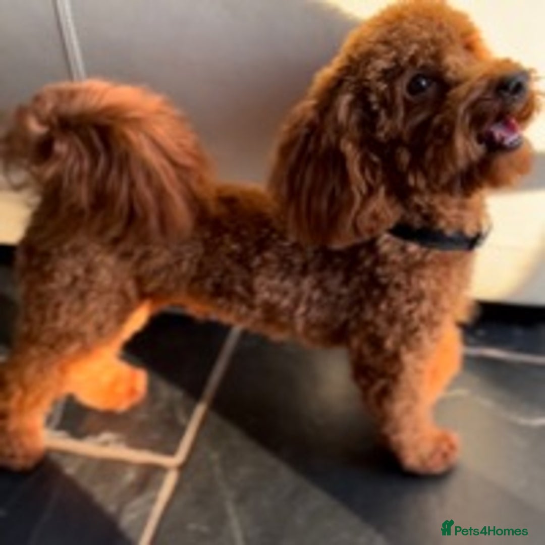 Poodle dogs for stud: £250 DNA Clear Red Toy Poodle KC Registered STUDS! in Welshpool - Advert 6