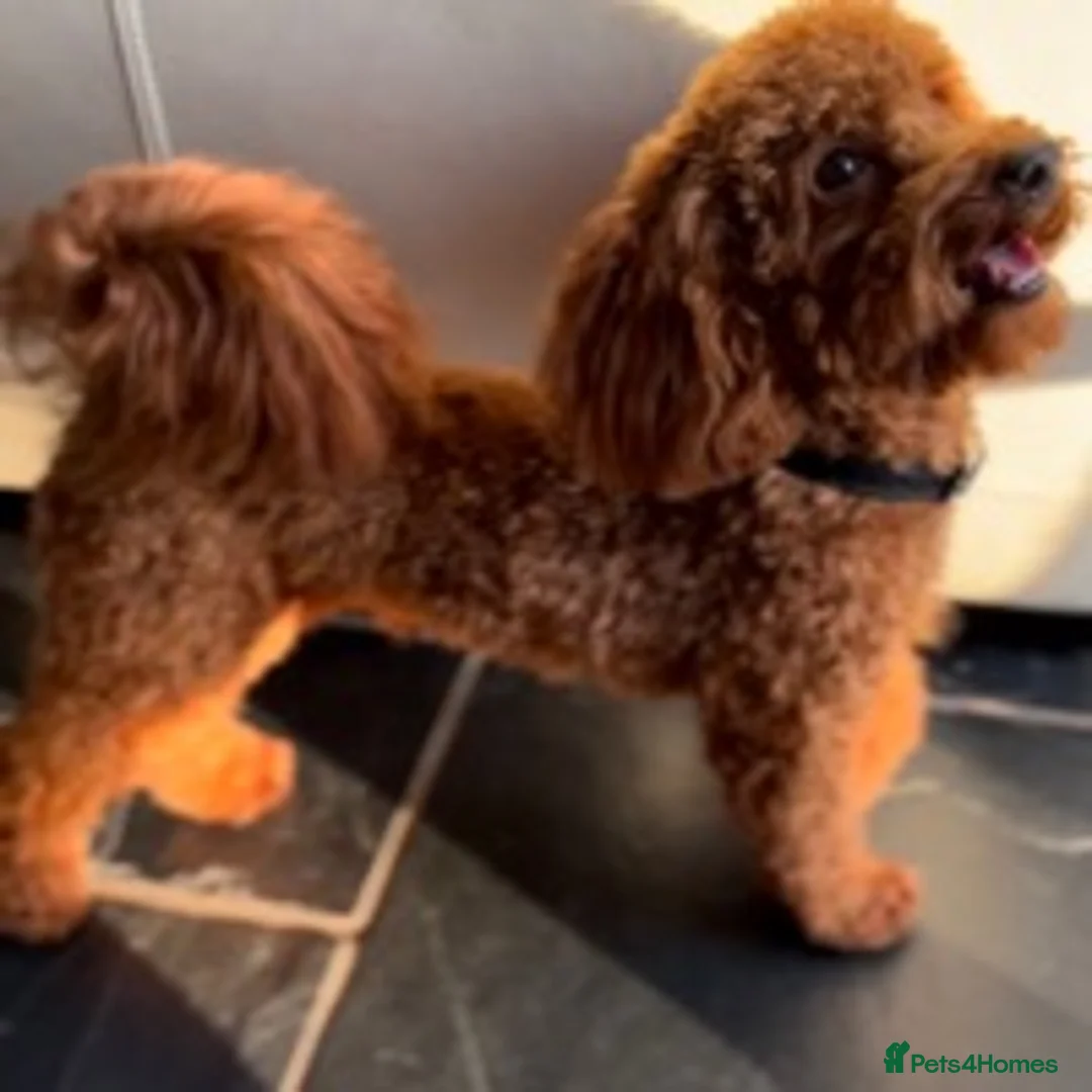Poodle dogs for stud: £250 DNA Clear Red Toy Poodle KC Registered STUDS! in Welshpool - Advert 6