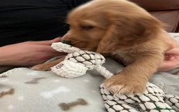 Cocker Spaniel dogs for sale:  Cocker spaniel puppies  - Advert 7