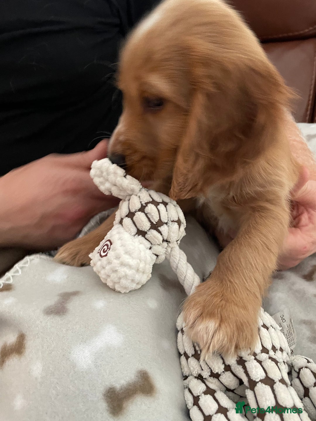 Cocker Spaniel dogs for sale:  Cocker spaniel puppies  - Advert 7