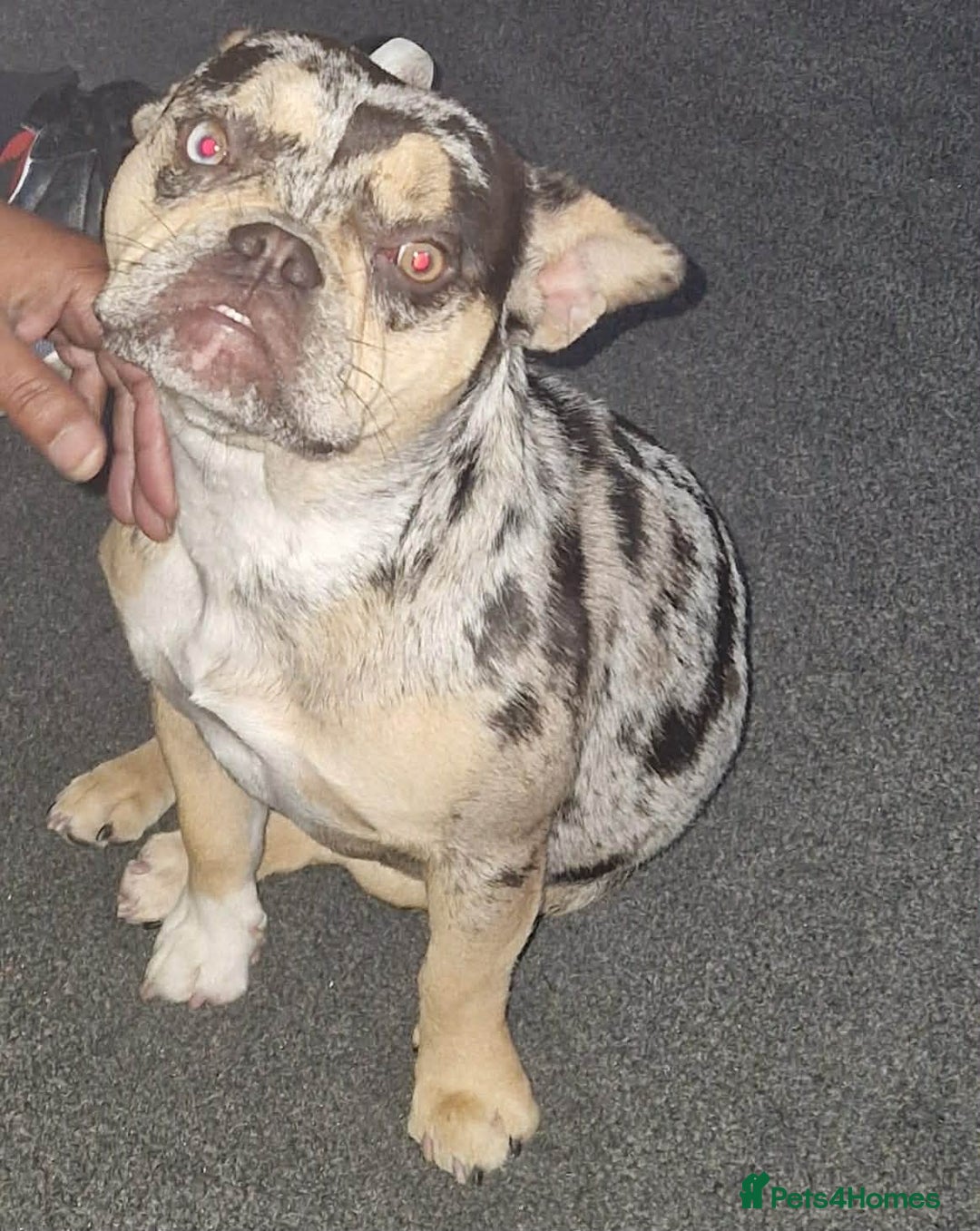 French Bulldog dogs for sale: French bulldog female  - Advert 2