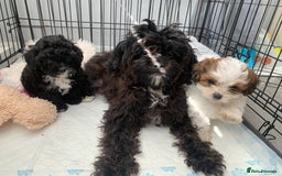 Shihpoo dogs for sale: shihpoos  - Image 7