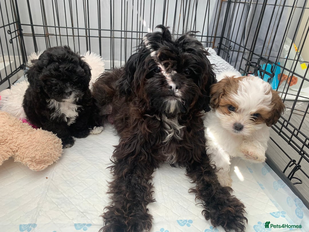 Shihpoo dogs for sale: shihpoos  - Image 7