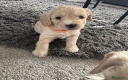 Cockapoo dogs for sale: Cockapoo puppies for sale- extensive DNA tested - Image 5