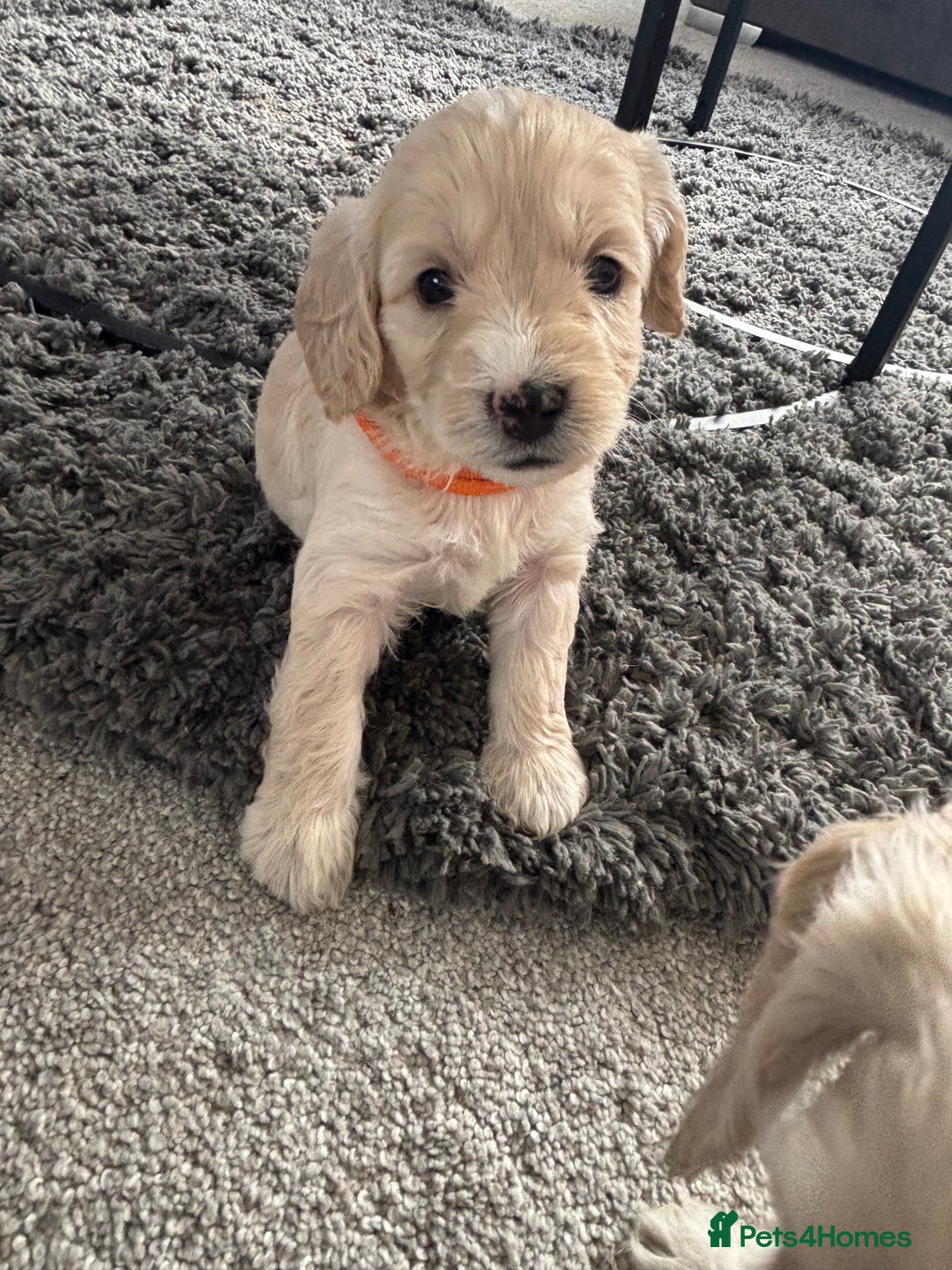 Cockapoo dogs for sale: Cockapoo puppies for sale- extensive DNA tested - Image 5