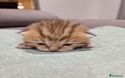 British Shorthair cats for sale: GCCF High Quality Chubby BritishShorthair Kittens. - Image 1
