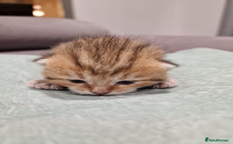 British Shorthair cats - Advert 4