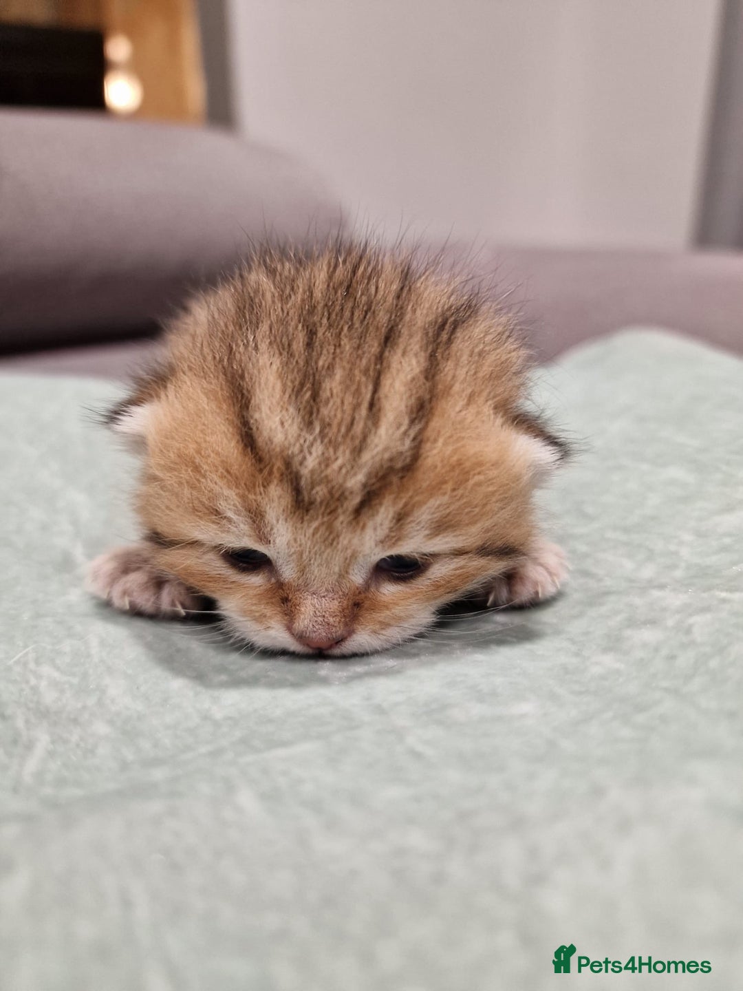 British Shorthair cats for sale: GCCF High Quality Chubby BritishShorthair Kittens. - Image 1