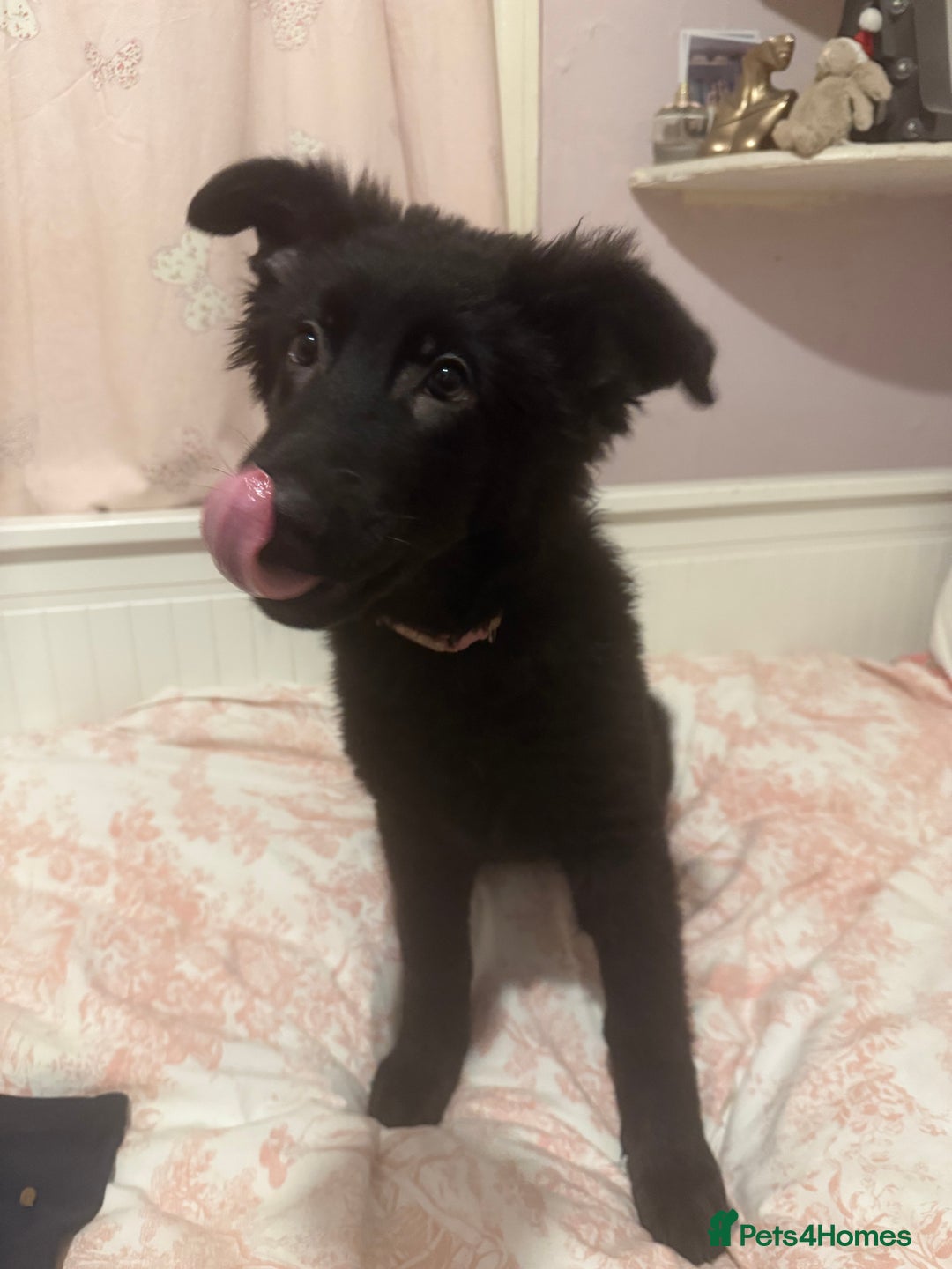 German Shepherd dogs for sale:  1 beautiful German Shepards left for sale! - Advert 7