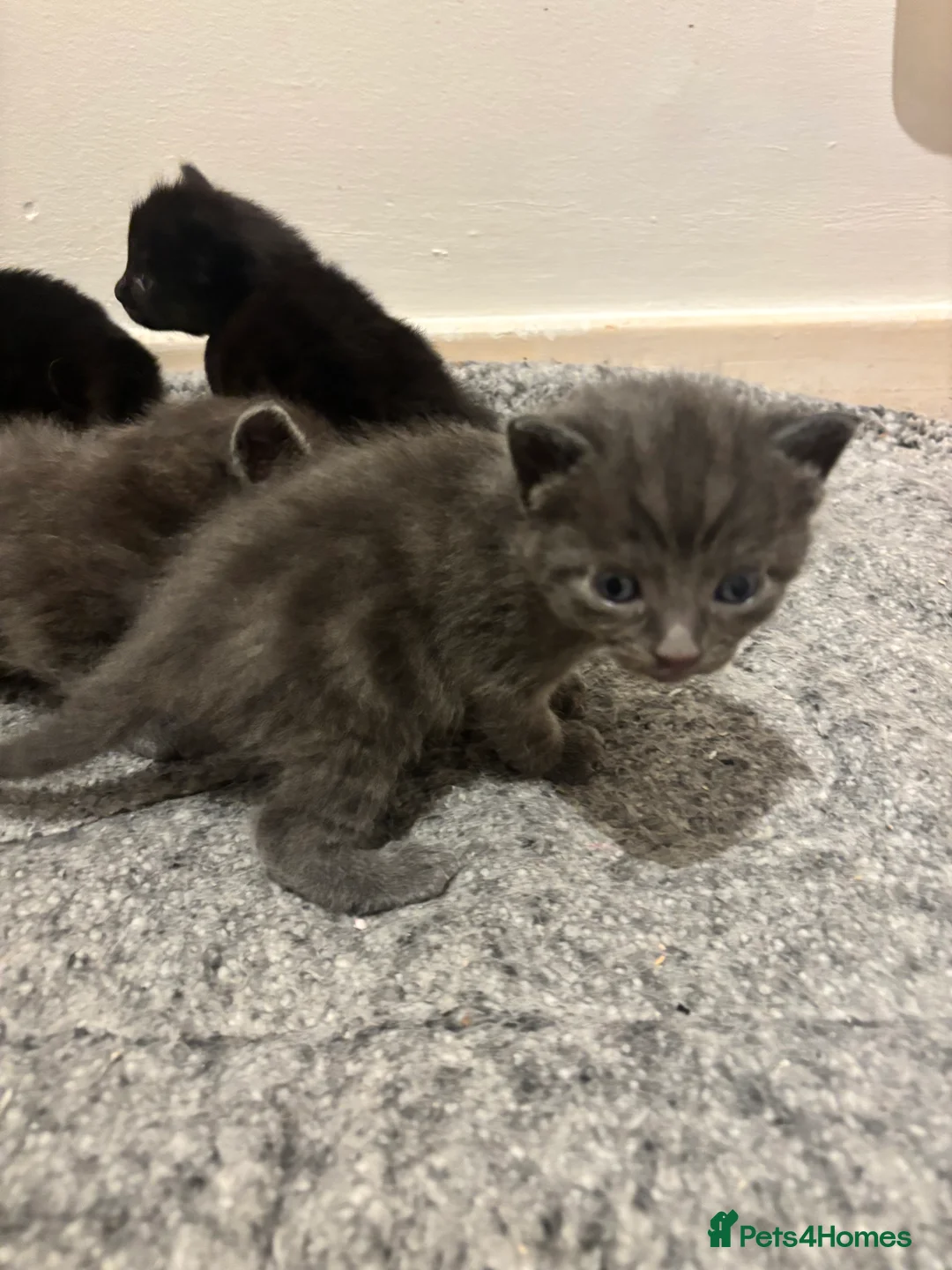 Mixed Breed cats for sale: Beautiful ragdoll x kittens  - Advert 7