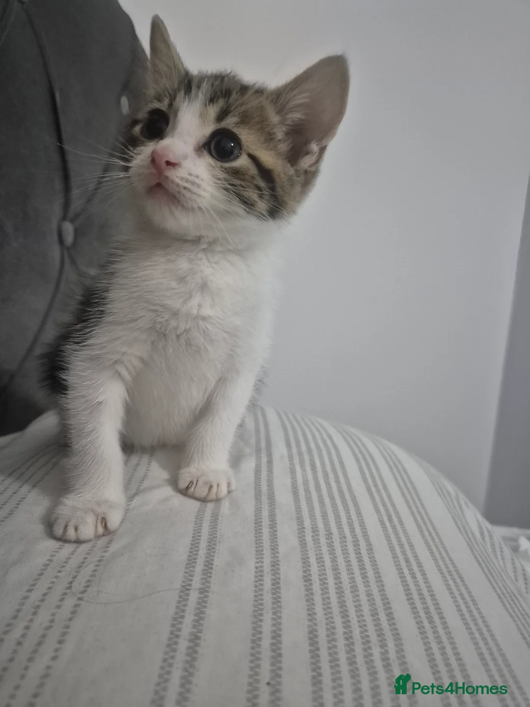 Mixed Breed cats for sale: Adorable factionate tabby boy needing a new home - Advert 2