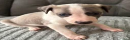 Whippet dogs for sale: The most precious! Kc wippets 🐶 boys & girls   - Advert 21