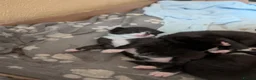 Mixed Breed cats for sale: 4x tuxedo black and white kittens in Newbury - Advert 4