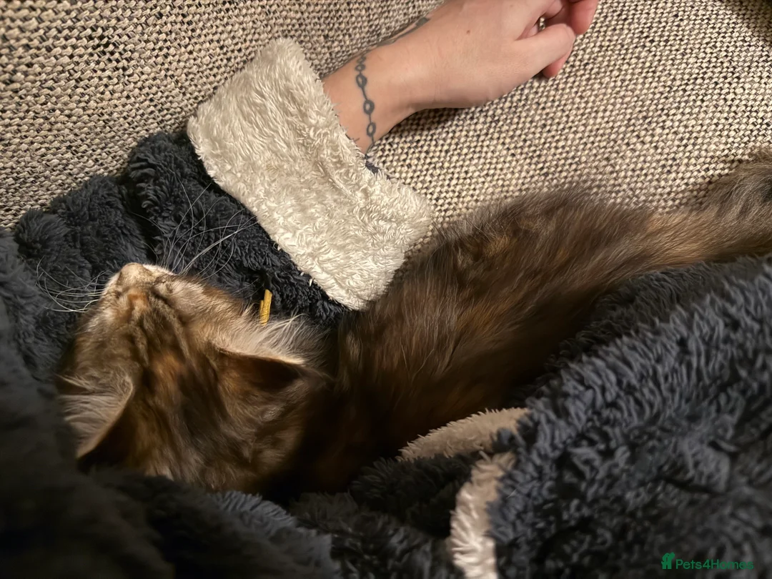 Maine Coon cats for sale: 7 beautiful Maine coon full breed kittens  - Advert 26