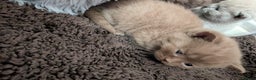 British Shorthair cats for sale: Cute fully british short hair kittens - Advert 4