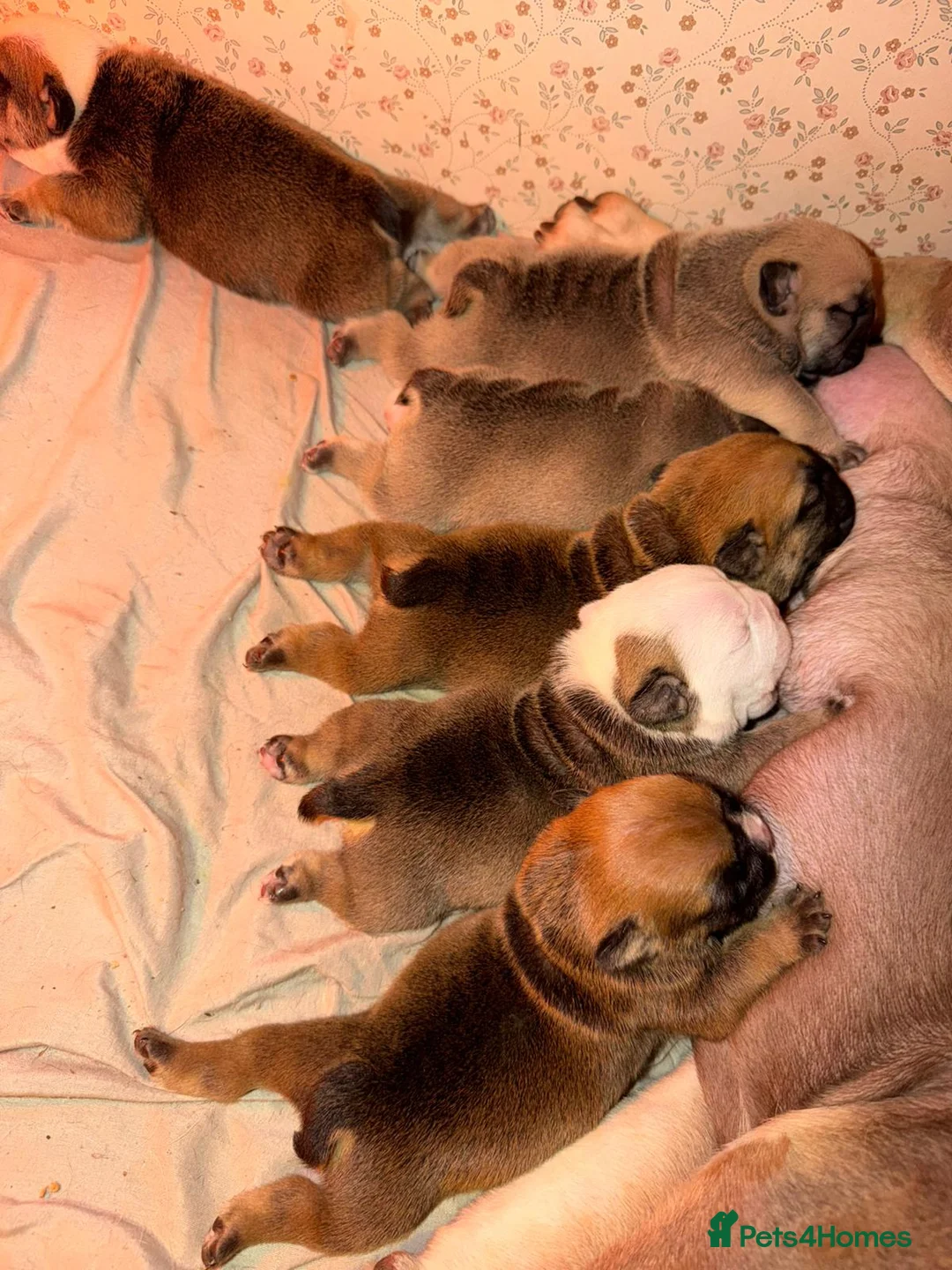 English Bulldog dogs for sale: English Bulldog Puppies Rare Coloured Ready now! - Advert 9