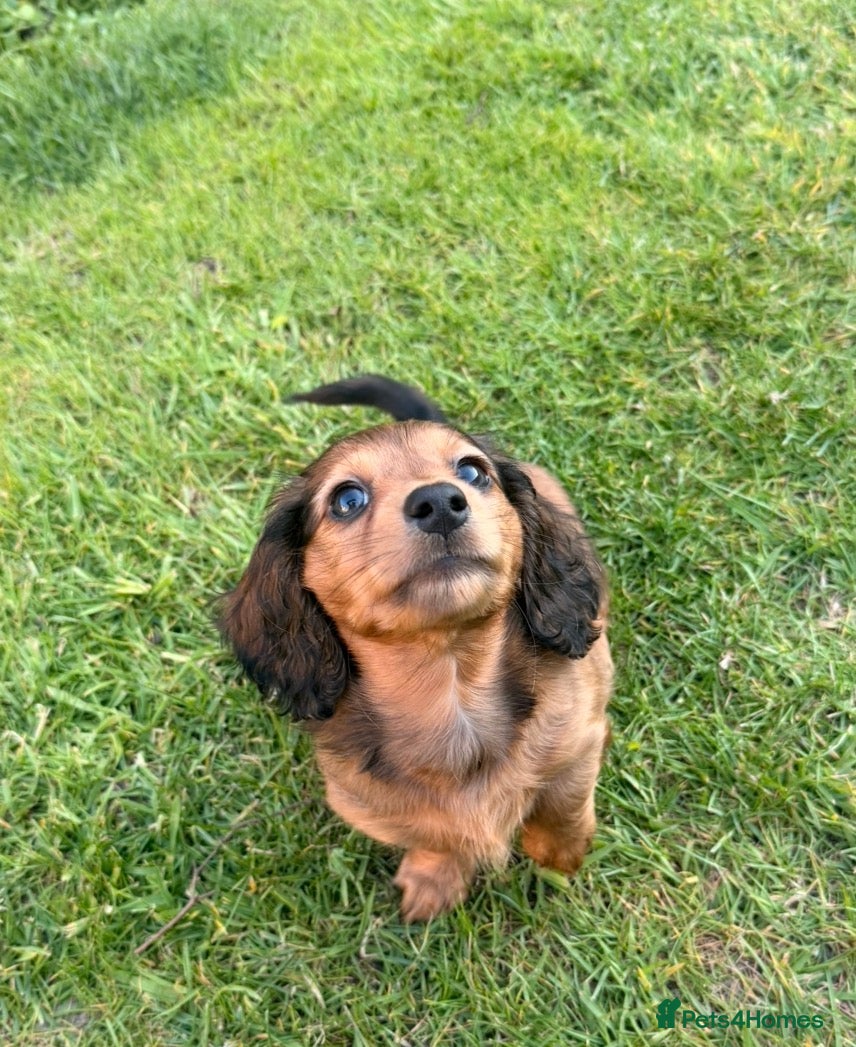 Miniature Dachshund dogs Long Haired Miniature Dachshund Puppies  - Advert 13
