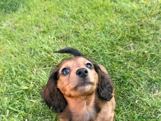 Miniature Dachshund dogs Long Haired Miniature Dachshund Puppies - Advert 13