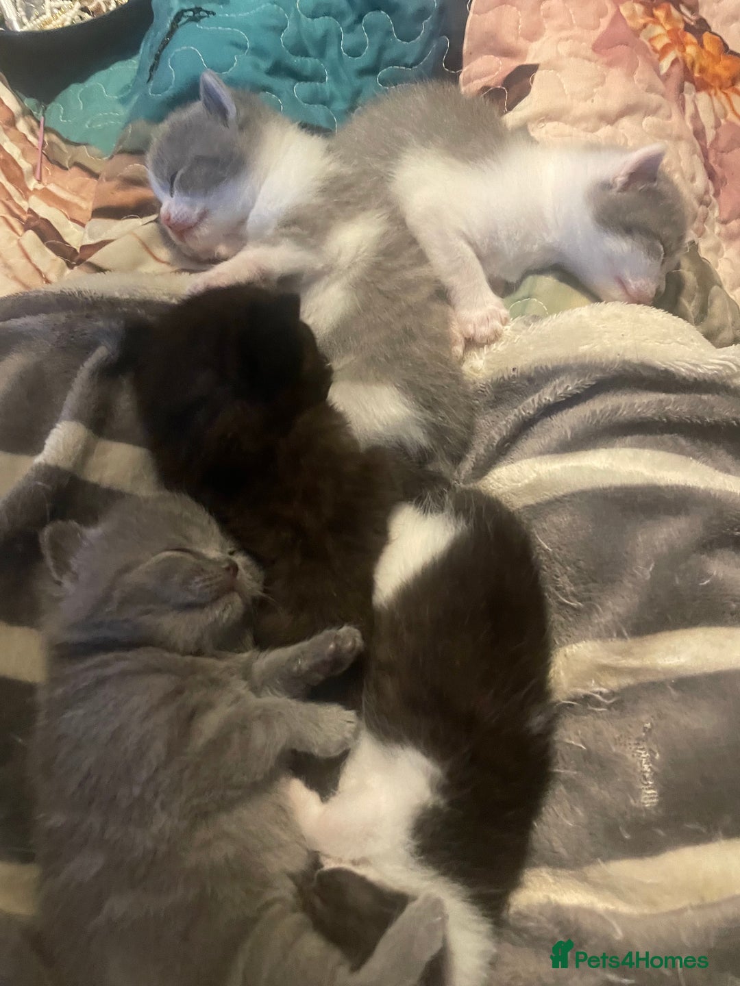 British Shorthair cats for sale: 5 kittens mixed litter 9 weeks old, ready now!  - Image 17