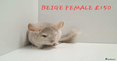 Chinchilla rodents - Advert 2