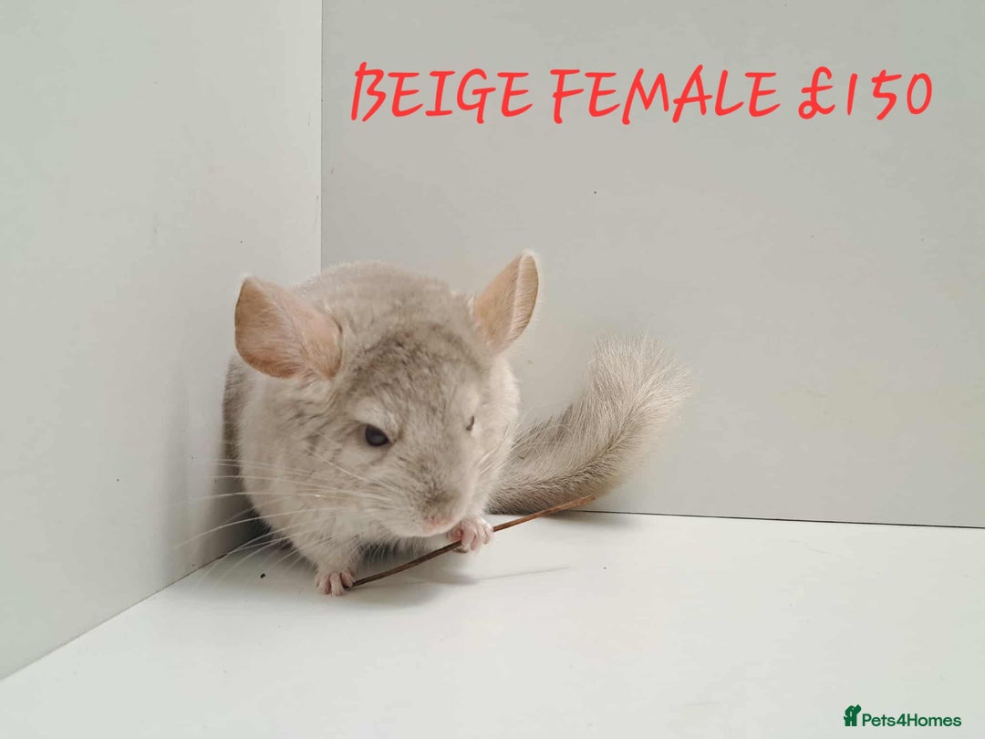 Chinchilla rodents for sale: STUNNING BABIES CHINCHILLA MIX COLOURS AND GENDER  - Image 2