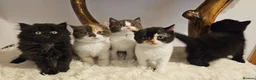 British Shorthair cats for sale: Tica British Shorthair & Longhair Champion Lines in Wigan - Advert 31