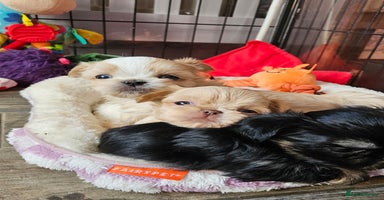 Shih Tzu dogs Quality Imperial Shih tzu babies - Advert 8