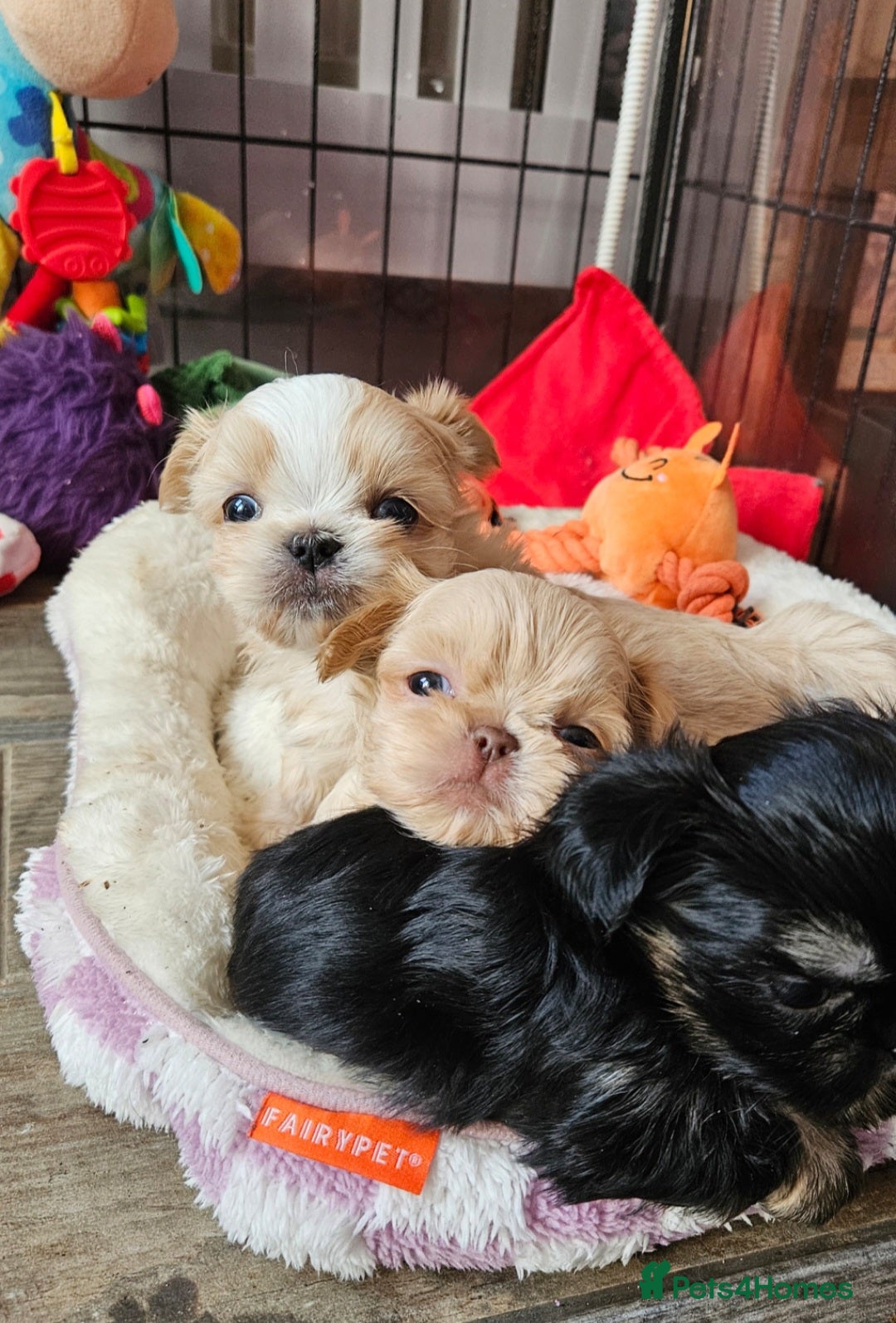 Shih Tzu dogs for sale: Quality Imperial Shih tzu babies - Advert 3