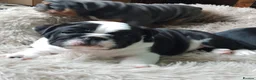 English Bulldog dogs for stud: Red Bulldog Stud - Free Microchipping - Advert 6