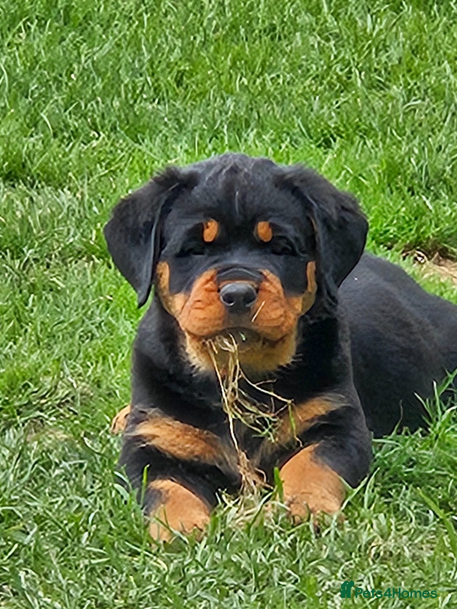 Rottweiler dogs Beautiful rottweiler puppies  - Advert 4