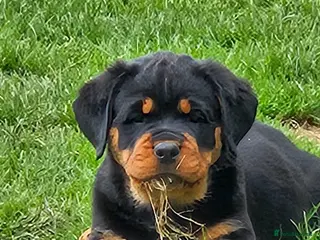 Rottweiler dogs Beautiful rottweiler puppies - Advert 4