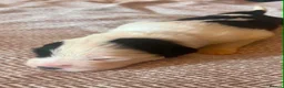 Old English Sheepdog dogs for sale: Old English Saints  - Advert 8