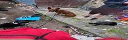 Mixed Breed dogs for sale: shadow for rehoming - Advert 17