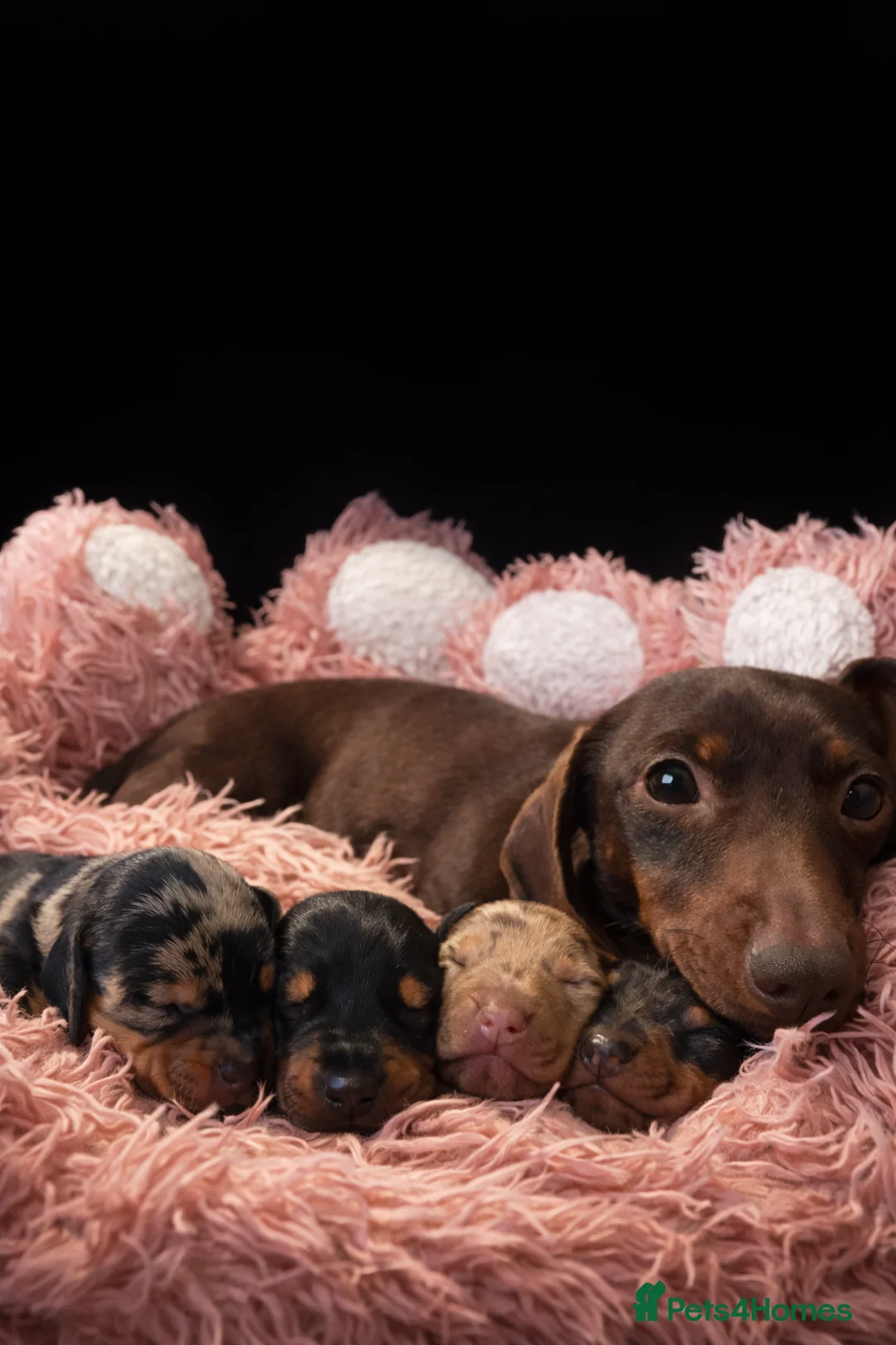 Miniature Dachshund dogs for sale: Gorgeous Minature Daschund Puppies  - Advert 12