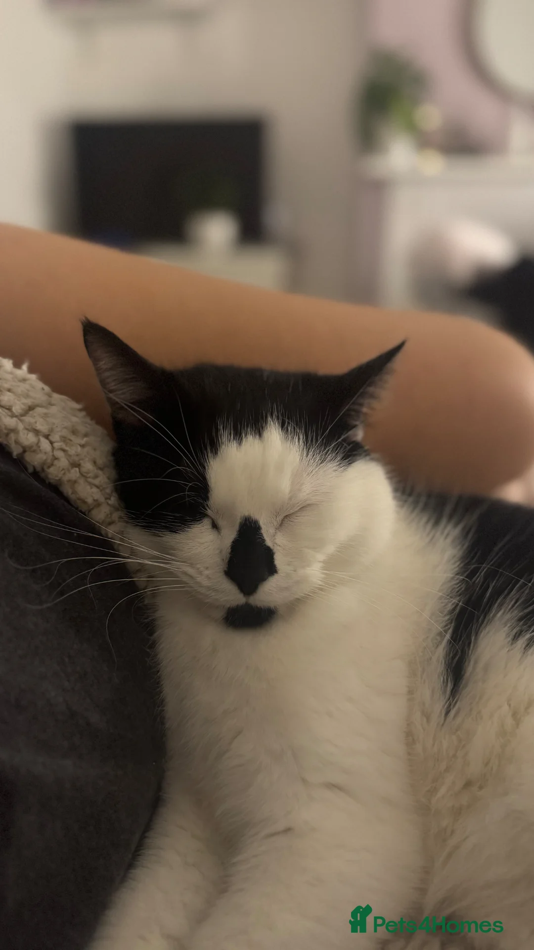 Mixed Breed cats for sale: Black and white cat  - Advert 2