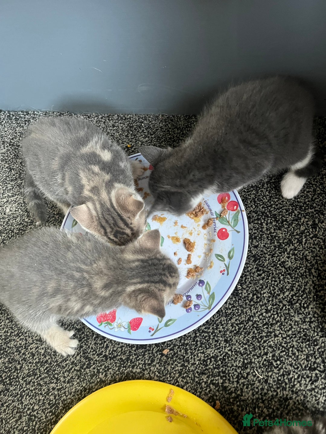 Egyptian Mau cats for sale: Egyptian mau x - Image 15
