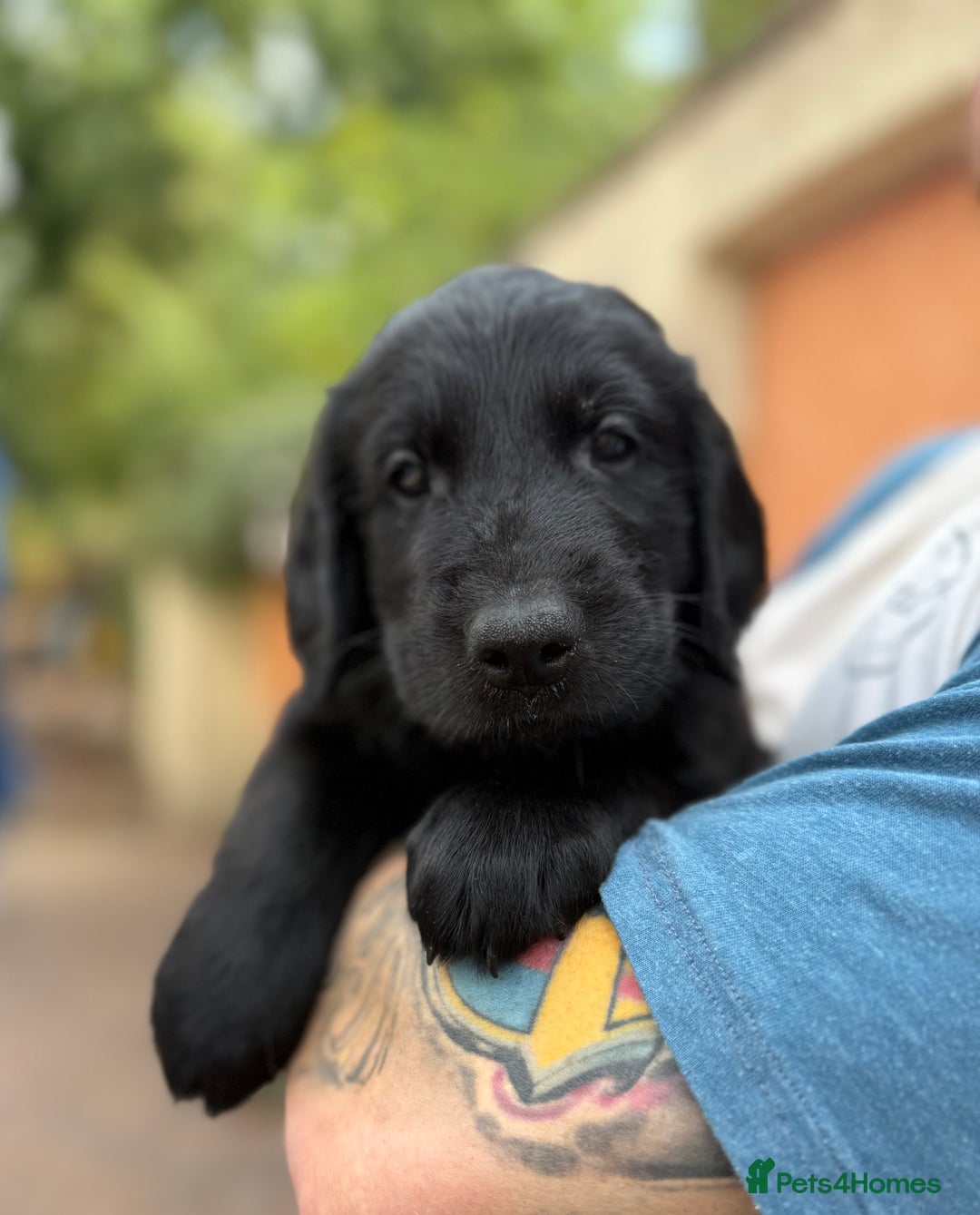 Flat coated Retriever dogs for sale: KC Registered puppies from outstanding parents. - Image 21