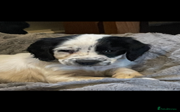 Cocker Spaniel dogs for sale: KC Registered Cocker Spaniels  - Image 1