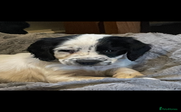 Cocker Spaniel dogs - Advert 14